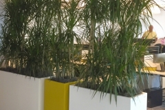 Sedgefield-Interior-Landscapes_Containers-75