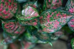 Sedgefield Interior Landscapes_Indoor Plants-12 - Copy