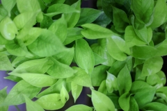 Sedgefield Interior Landscapes_Indoor Plants-13 - Copy