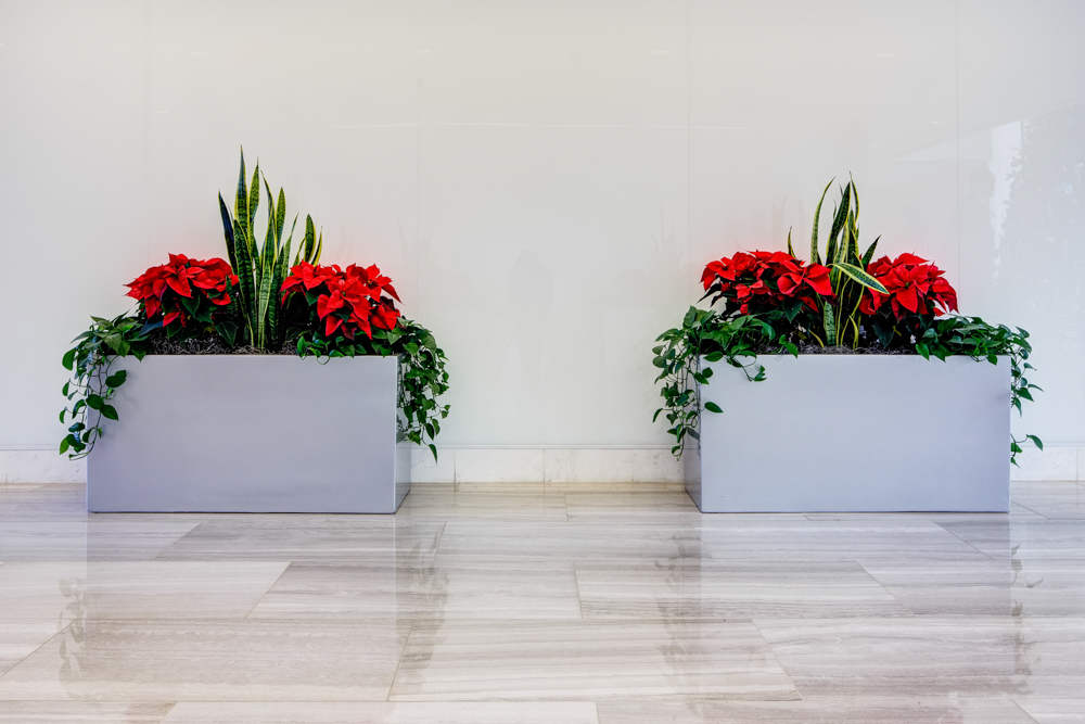 Poinsettias