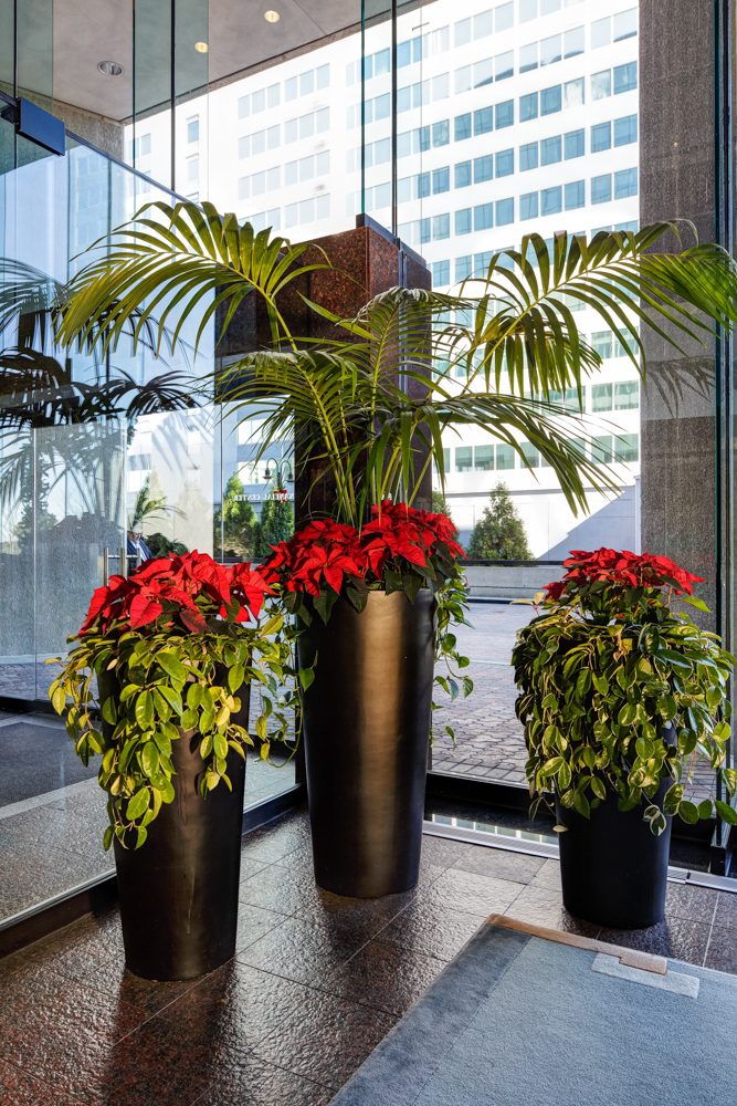 Poinsettias
