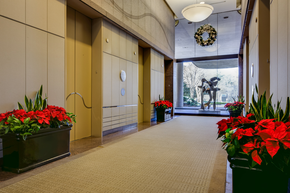 Poinsettias