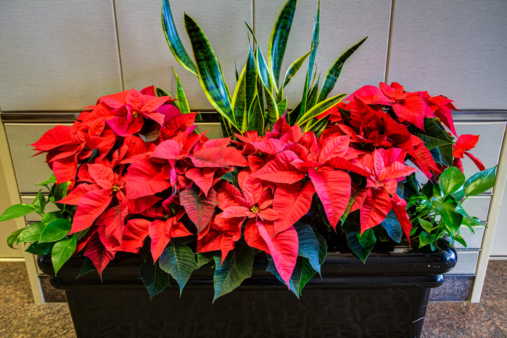 Poinsettias