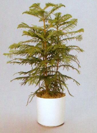 Sedgefield-Interior-Landscapes_Plant-High-Light-1
