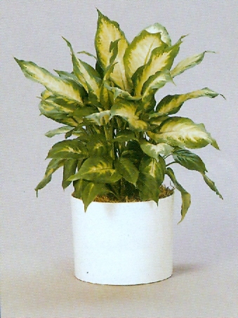 Sedgefield-Interior-Landscapes_Plant-High-Light-10