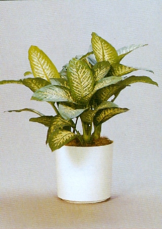 Sedgefield-Interior-Landscapes_Plant-High-Light-11