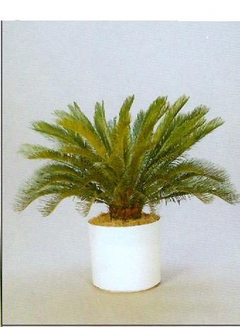 Sedgefield-Interior-Landscapes_Plant-High-Light-12
