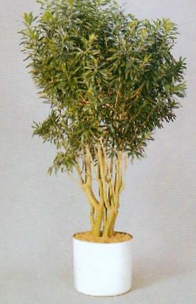Sedgefield-Interior-Landscapes_Plant-High-Light-13