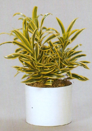 Sedgefield-Interior-Landscapes_Plant-High-Light-14