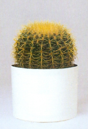 Sedgefield-Interior-Landscapes_Plant-High-Light-15