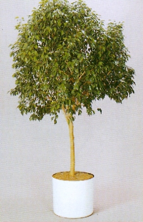 Sedgefield-Interior-Landscapes_Plant-High-Light-16