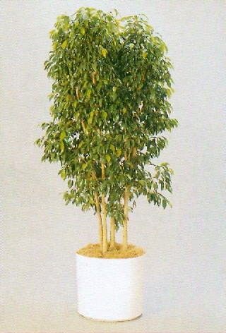 Sedgefield-Interior-Landscapes_Plant-High-Light-17