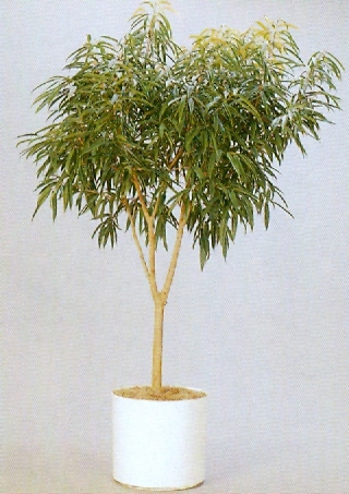 Sedgefield-Interior-Landscapes_Plant-High-Light-18