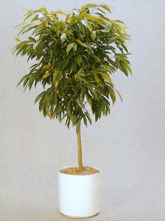 Sedgefield-Interior-Landscapes_Plant-High-Light-19