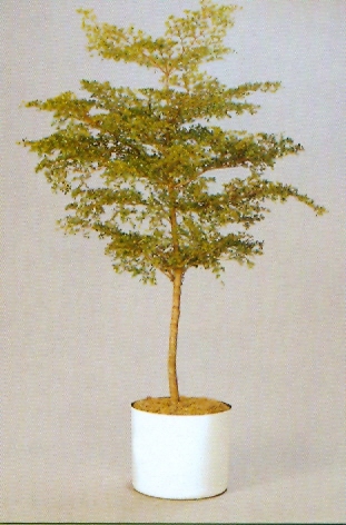 Sedgefield-Interior-Landscapes_Plant-High-Light-2