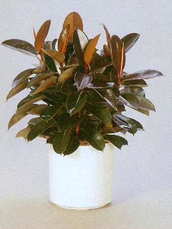 Sedgefield-Interior-Landscapes_Plant-High-Light-20