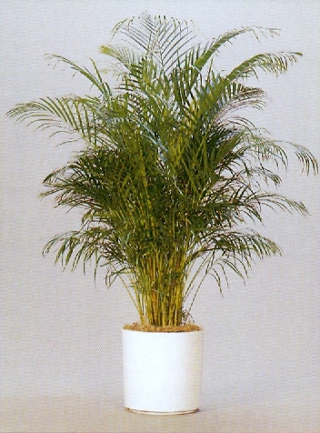 Sedgefield-Interior-Landscapes_Plant-High-Light-21