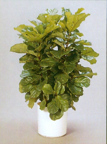 Sedgefield-Interior-Landscapes_Plant-High-Light-22