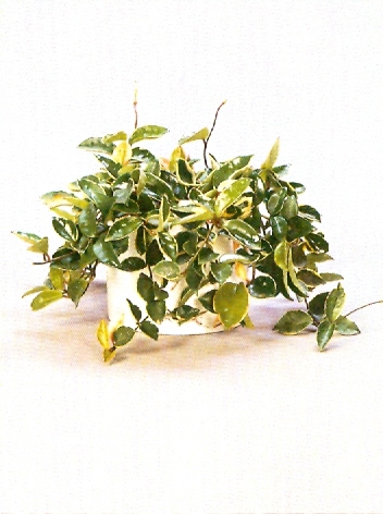 Sedgefield-Interior-Landscapes_Plant-High-Light-23