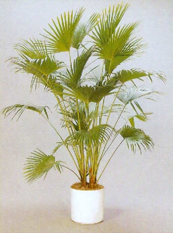 Sedgefield-Interior-Landscapes_Plant-High-Light-24