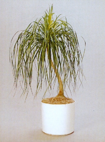 Sedgefield-Interior-Landscapes_Plant-High-Light-25