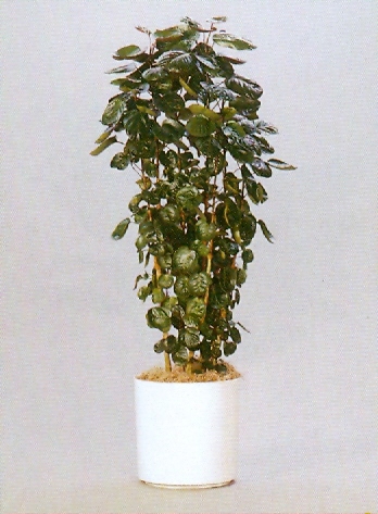 Sedgefield-Interior-Landscapes_Plant-High-Light-26