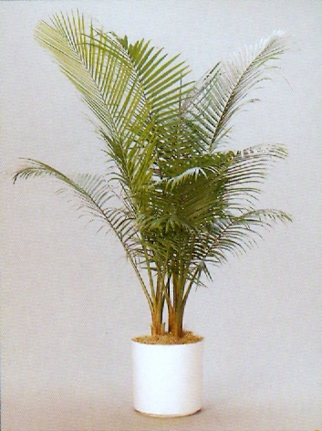 Sedgefield-Interior-Landscapes_Plant-High-Light-27