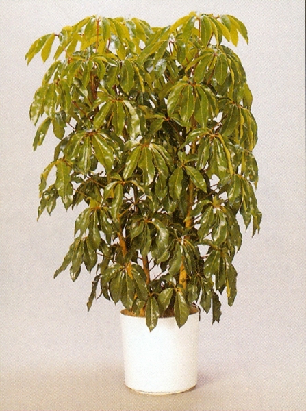 Sedgefield-Interior-Landscapes_Plant-High-Light-28