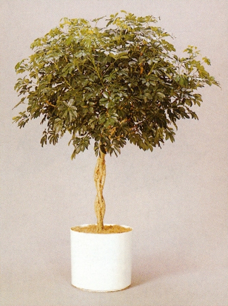 Sedgefield-Interior-Landscapes_Plant-High-Light-29