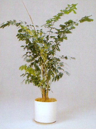 Sedgefield-Interior-Landscapes_Plant-High-Light-3
