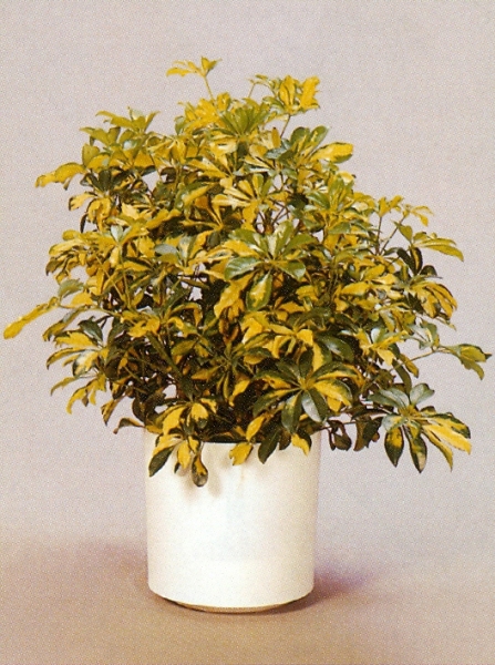 Sedgefield-Interior-Landscapes_Plant-High-Light-30