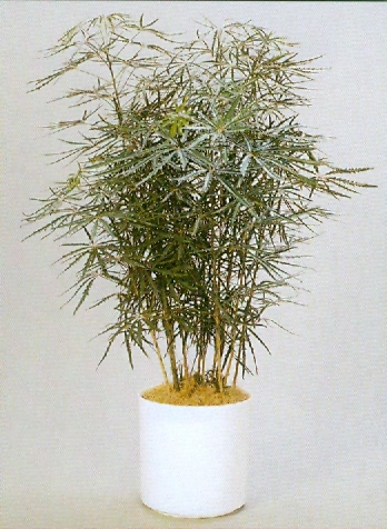 Sedgefield-Interior-Landscapes_Plant-High-Light-31