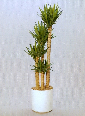 Sedgefield-Interior-Landscapes_Plant-High-Light-32
