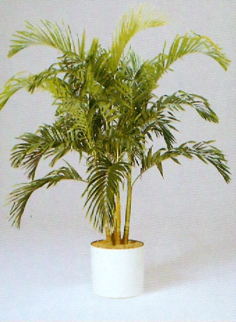Sedgefield-Interior-Landscapes_Plant-High-Light-5
