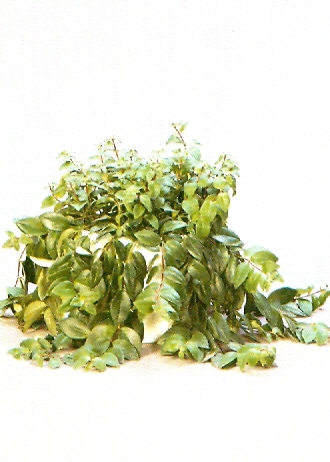 Sedgefield-Interior-Landscapes_Plant-High-Light-6