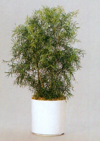 Sedgefield-Interior-Landscapes_Plant-High-Light-7