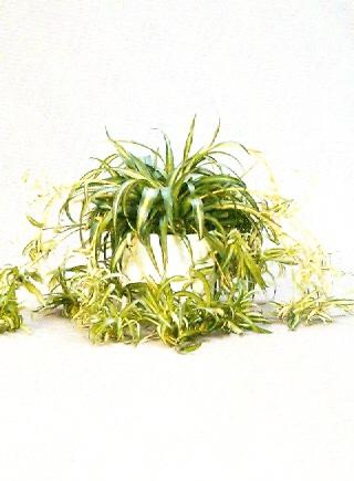 Sedgefield-Interior-Landscapes_Plant-High-Light-8