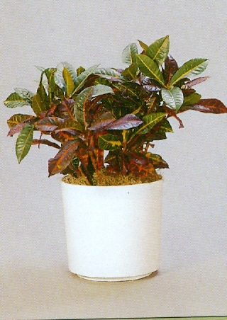 Sedgefield-Interior-Landscapes_Plant-High-Light-9