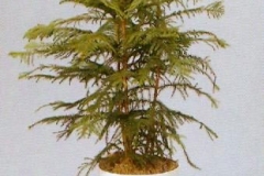 Sedgefield-Interior-Landscapes_Plant-High-Light-1
