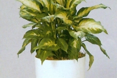 Sedgefield-Interior-Landscapes_Plant-High-Light-10