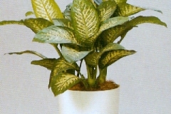 Sedgefield-Interior-Landscapes_Plant-High-Light-11