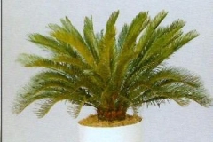 Sedgefield-Interior-Landscapes_Plant-High-Light-12