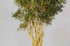 Sedgefield-Interior-Landscapes_Plant-High-Light-13