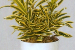 Sedgefield-Interior-Landscapes_Plant-High-Light-14