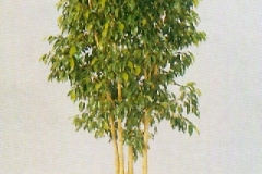 Sedgefield-Interior-Landscapes_Plant-High-Light-17