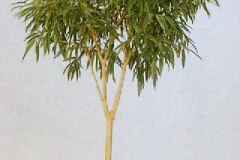 Sedgefield-Interior-Landscapes_Plant-High-Light-18