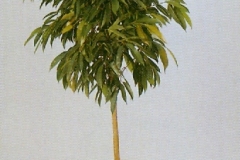 Sedgefield-Interior-Landscapes_Plant-High-Light-19
