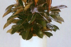 Sedgefield-Interior-Landscapes_Plant-High-Light-20