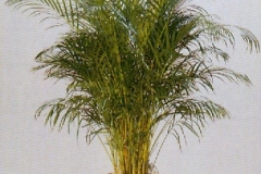 Sedgefield-Interior-Landscapes_Plant-High-Light-21