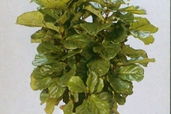 Sedgefield-Interior-Landscapes_Plant-High-Light-22